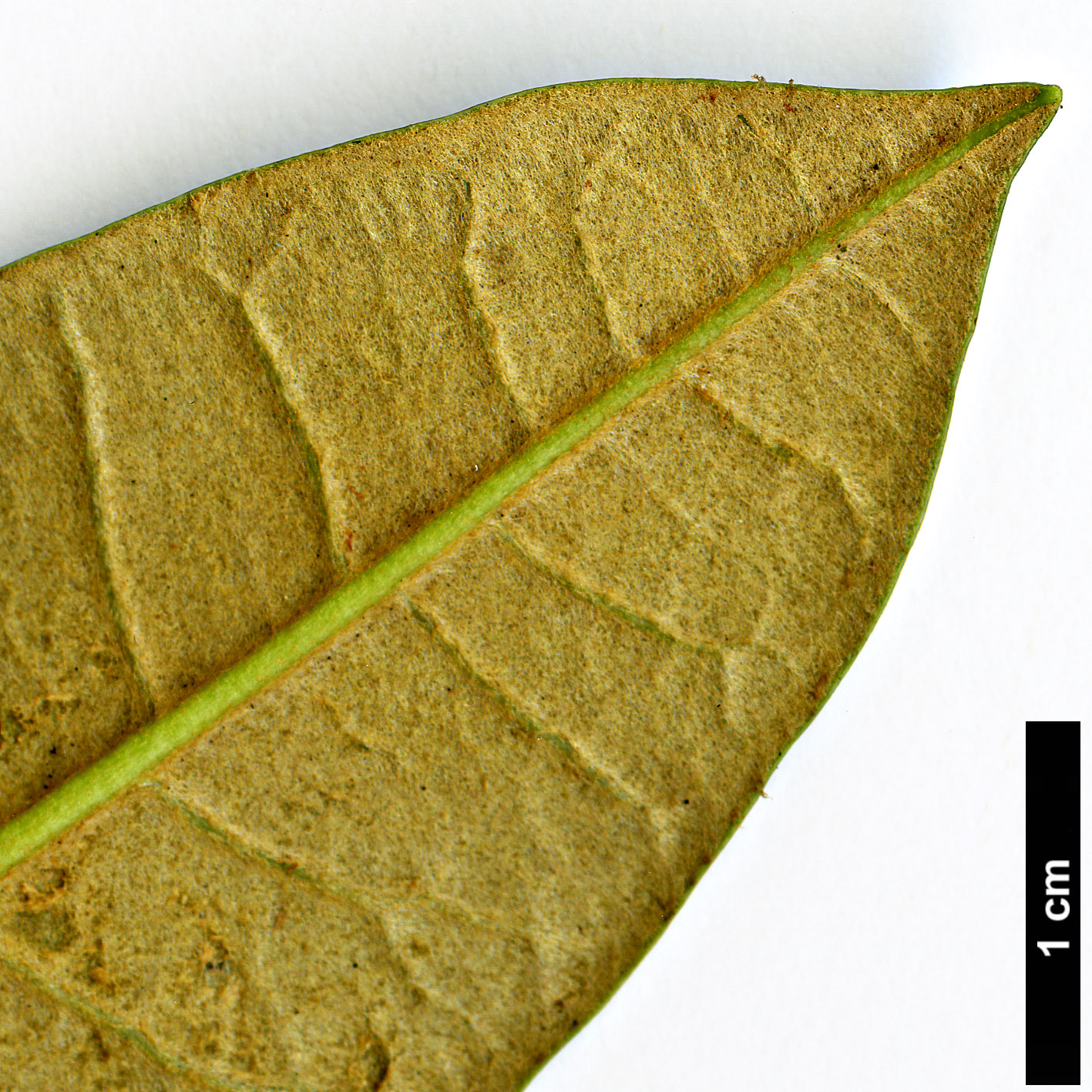 High resolution image: Family: Ericaceae - Genus: Rhododendron - Taxon: arboreum - SpeciesSub: subsp. cinnamomeum Campbelliae Group High resolution image: Family: Ericaceae - Genus: Rhododendron - Taxon: arboreum - SpeciesSub: subsp. cinnamomeum Campbelliae Group